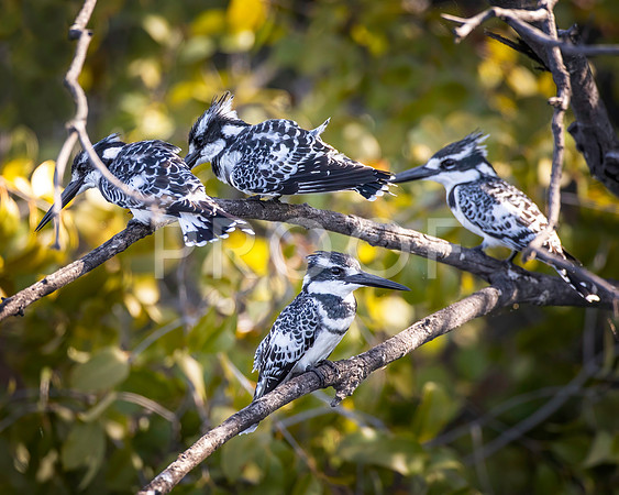 Pied Kingfisher - Zambezi River - Zambia