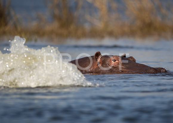 African Hippo - Zambezi River - Zambia
