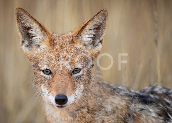 Black-backed Jackal - Kalahari Desert - South Africa