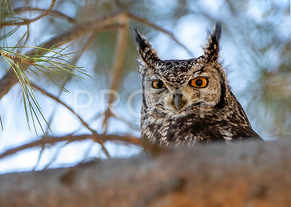 Cape Eagle Owl - Western Cape - South Africa