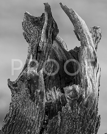 Cape Eagle Owl - Western Cape - South Africa