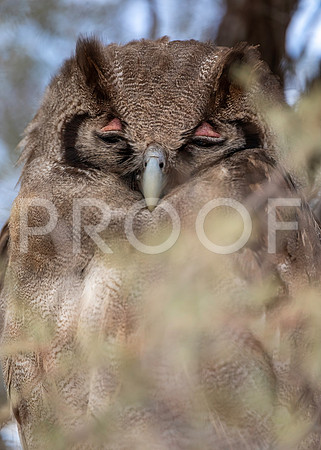 Verreaux’s eagle owl - Kalahari Desert - South Africa