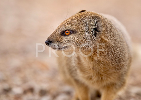 Yellow Mongoose - Kalahari Desert - South Africa