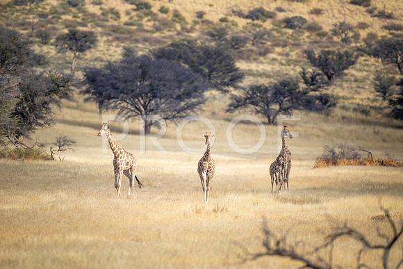 Giraffe - Kalahari Desert - South Africa