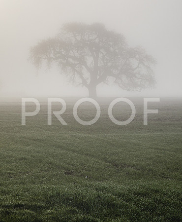 Lone Tree
