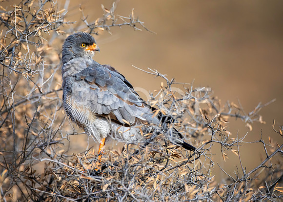 Dark-chanting Goshawk - Kalahari Desert - South Africa