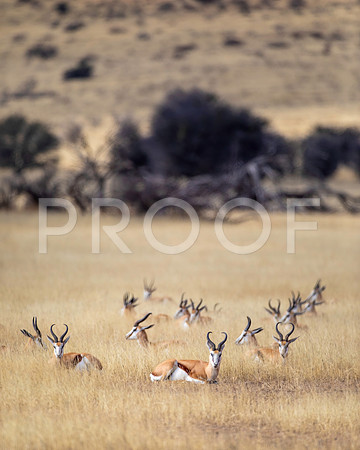 springbok - Kalahari Desert - South Africa