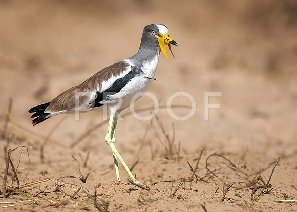 White-crowned Lapwing - Zambezi River - Zambia