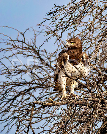 Martial Eagle - Kalahari Desert - South Africa