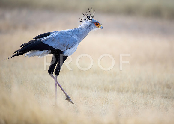 Secretary Bird - Kalahari Desert - South Africa