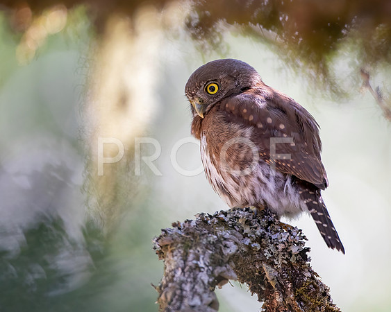 Northern Pygmy Owl