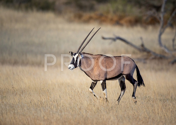 Oryx - Kalahari Desert - South Africa