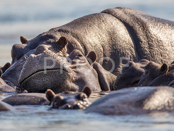 African Hippo - Zambezi River - Zambia