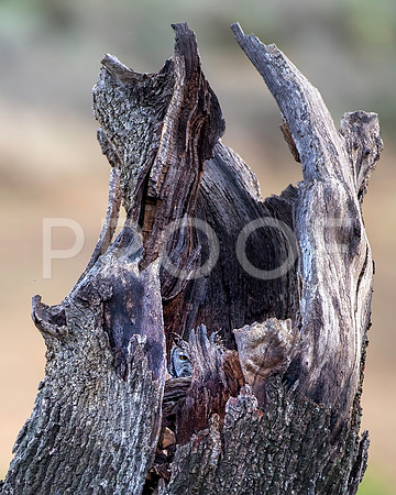 Cape Eagle Owl - Western Cape - South Africa