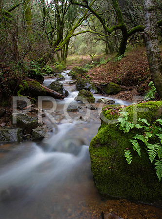 Marin Creek