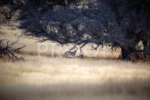 Cheetah - Kalahari Desert - South Africa