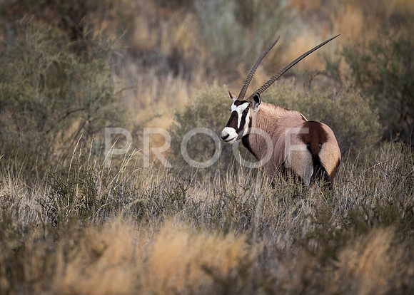 Oryx - Kalahari Desert - South Africa
