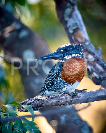 Giant Kingfisher - Zambezi River - Zambia