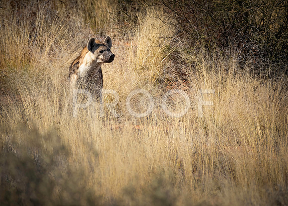 Spotted Hyena - Kalahari Desert - South Africa
