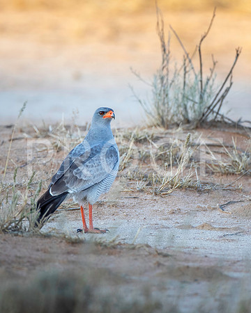 Pale-chanting Goshawk - Kalahari Desert - South Africa