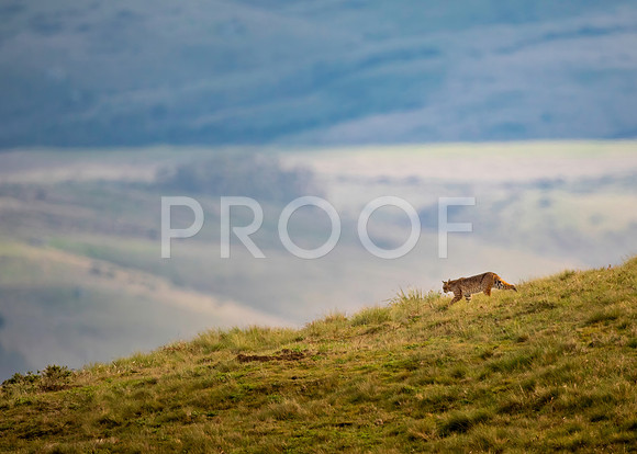 Prowling Bobcat