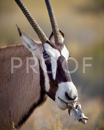 Oryx - Kalahari Desert - South Africa