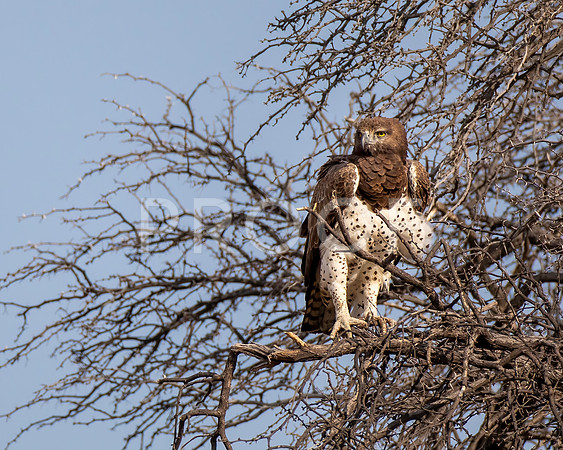 Martial Eagle - Kalahari Desert - South Africa