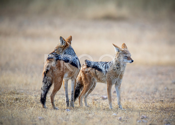 Black-backed Jackal - Kalahari Desert - South Africa
