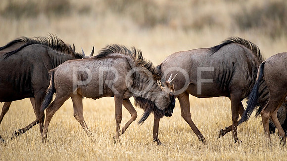 Blue Wildebeest - Kalahari Desert - South Africa