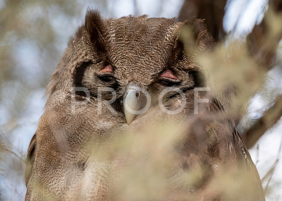 Verreaux’s eagle owl - Kalahari Desert - South Africa