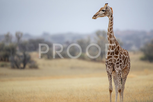 Giraffe - Kalahari Desert - South Africa