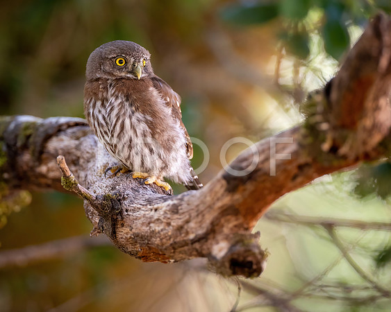 Northern Pygmy Owl