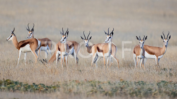 springbok - Kalahari Desert - South Africa