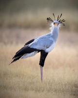 African Wildlife