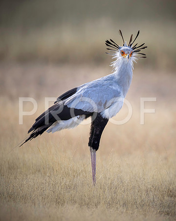 Secretary Bird - Kalahari Desert - South Africa