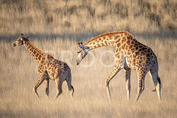 Giraffe - Kalahari Desert - South Africa