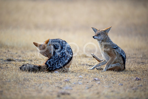 Black-backed Jackal - Kalahari Desert - South Africa