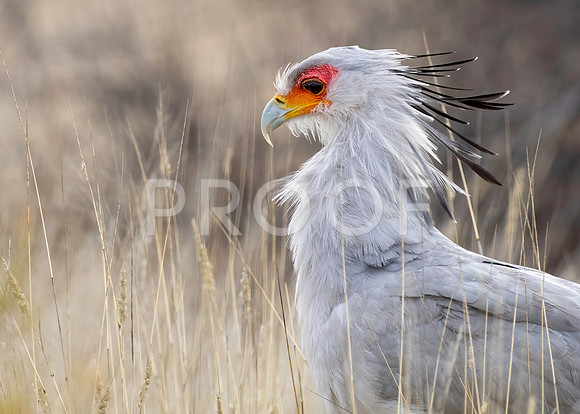 Secretary Bird - Kalahari Desert - South Africa
