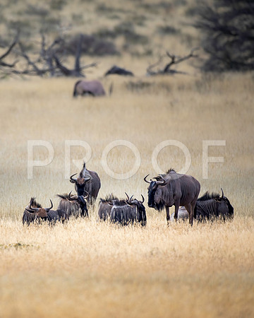 Blue Wildebeest - Kalahari Desert - South Africa