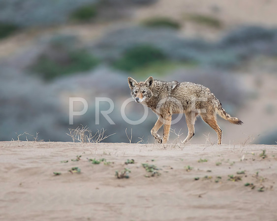 Coyote on the Beach