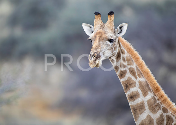 Giraffe - Kalahari Desert - South Africa