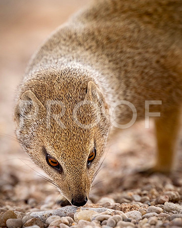 Yellow Mongoose - Kalahari Desert - South Africa