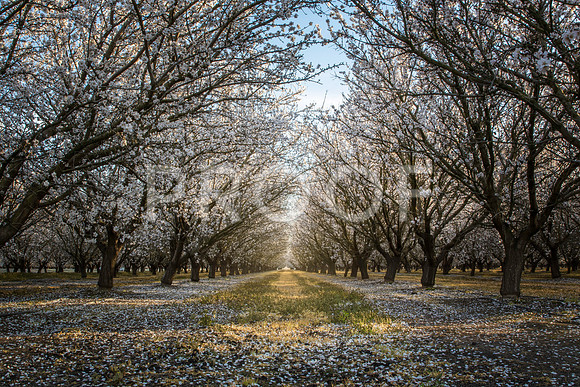 Winter Almond Blossoms