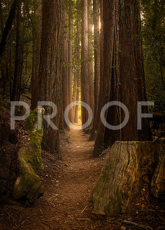 Redwood Tunnel