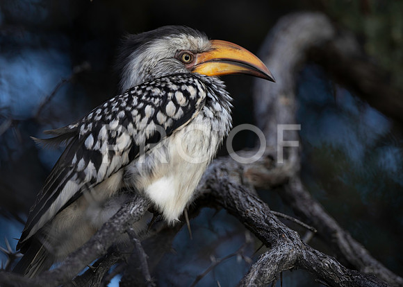 Southern Yellow-billed Hornbill - Kalahari Desert - South Africa
