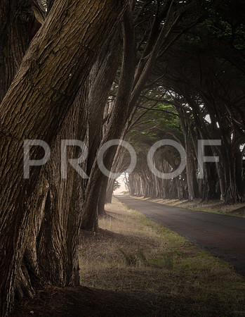 Cypress Tree Tunnel