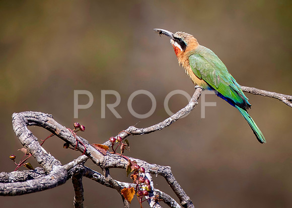 White-fronted Bee Eater - Zambezi River - Zambia