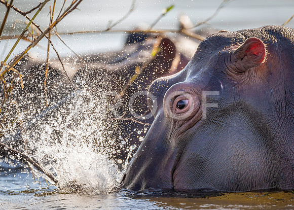 African Hippo - Zambezi River - Zambia