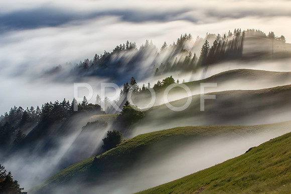 Mt Tam Fog Spring