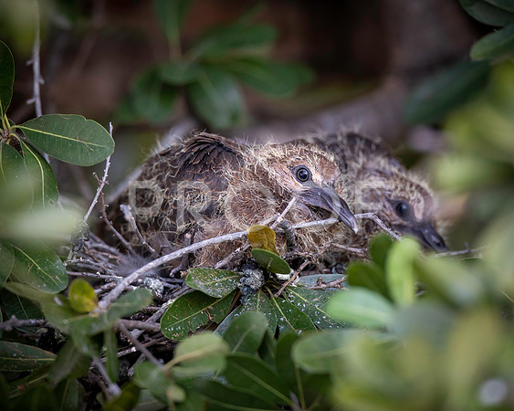 Red-eyed Dove babies - Zambezi River - Zambia